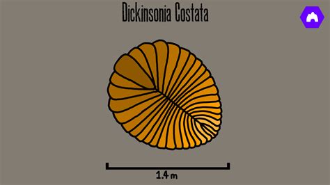 Dickinsonia Costata by Heterodontosaurus on DeviantArt