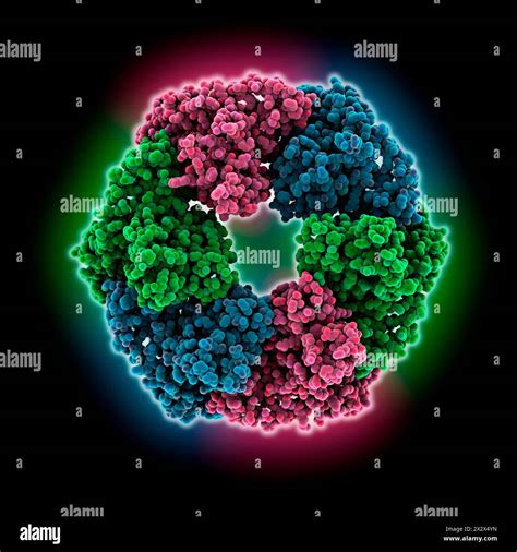 AAA+ motor subunit CHll of magnesium chelatase. Molecular model of the hexamer conformation A of ...