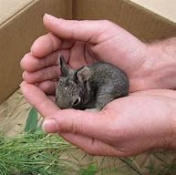Image result for Really Cute Bunnies
