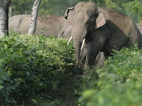Railways To Save Elephant Lives With A Genius Rs 2,000 Device That ...