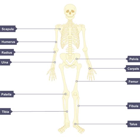 Image result for Human Skeleton Function