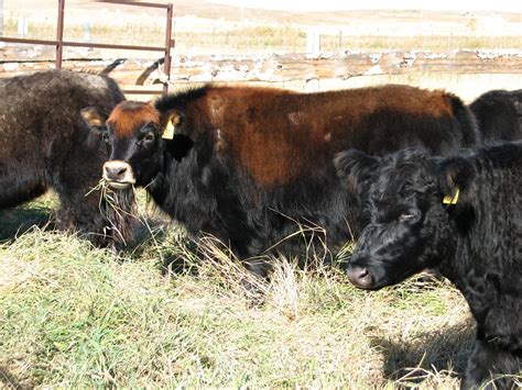 Résultat d’images pour yak cow cross