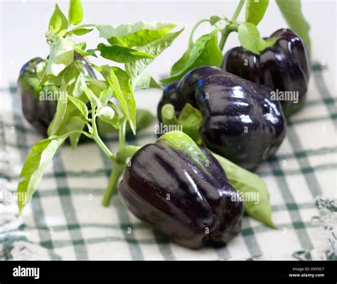 Black bell peppers Stock Photo - Alamy
