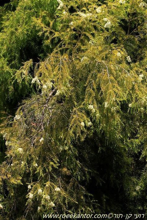 Melaleuca bracteata 'Revolution Gold' - Honey Myrtle 'Revolution Gold ...