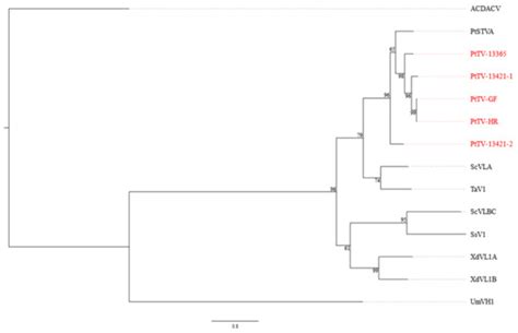 Viruses Infecting Greenhood Orchids (Pterostylidinae) in Eastern Australia