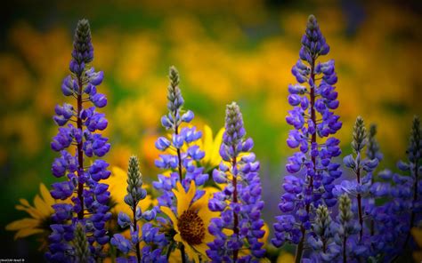 Wild Flowers Wallpaper (64+ images)
