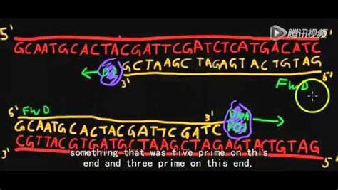 引物设计软件primer_【PCR教程】怎样在线做PCR引物设计-CSDN博客