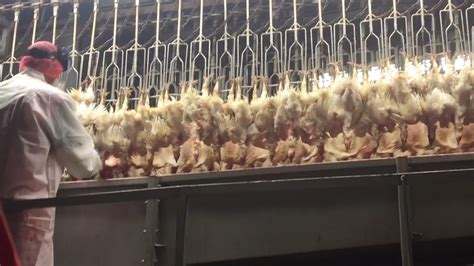 Image result for Chickens Getting Slaughtered