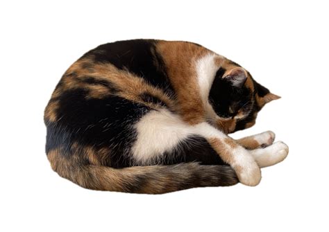 SAS Programming 的图像结果