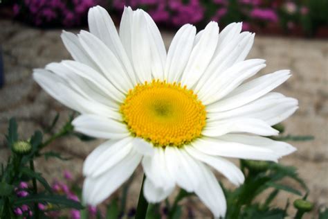 Flowers and Nature in my Garden: Shasta Daisy