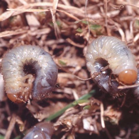 Nemasys Chafer Grub Killer - Harrod Horticultural