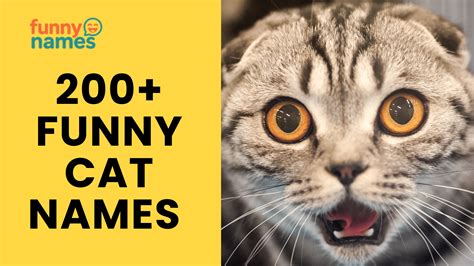 200+ Funny Cat Names That’ll Make You Purr With Laughter