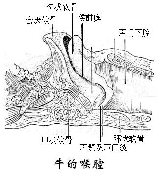 黄喉是牛的哪个部位六种人不能吃黄喉