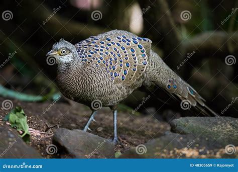 Portrait of Male Rare Grey Peacock-Pheasant Stock Image - Image of life ...