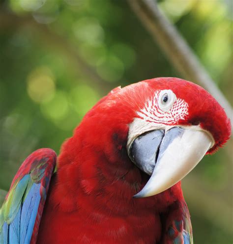 South American Birds