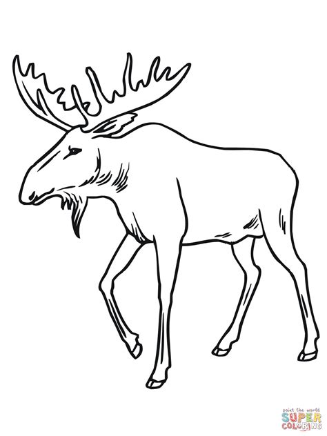 Bull Moose coloring page | Free Printable Coloring Pages