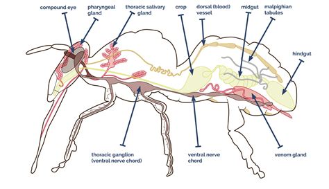 Anatomy Of The Honey Bee Honey Bee Anatomy Printable Lesson The
