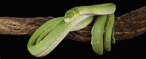 Image result for Advantages of Python Programming