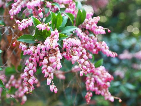 Bushes With Pink Blossoms