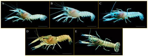Effects of Photoperiod on Survival, Growth, Physiological, and ...