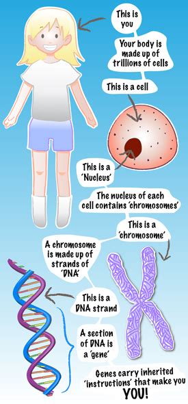 Genetics Basics 的图像结果