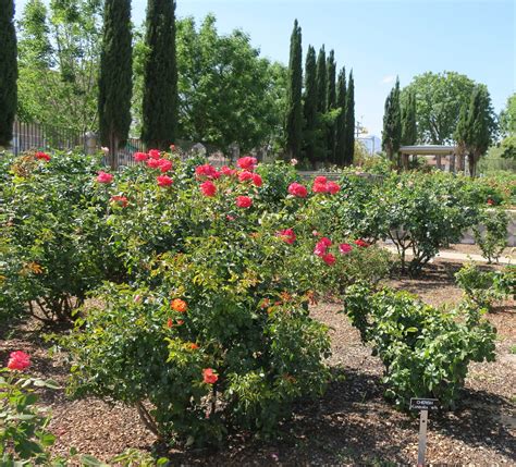 Living Rootless: El Paso: Municipal Rose Garden