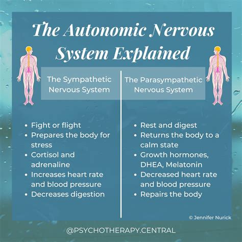 Sympathetic Nervous System Fight Or Flight