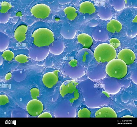 Quantum tunnelling composite. Scanning electron micrograph (SEM ...