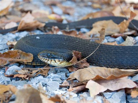 Water Snakes in Kentucky: Meet the 7 Types Swimming Around the ...