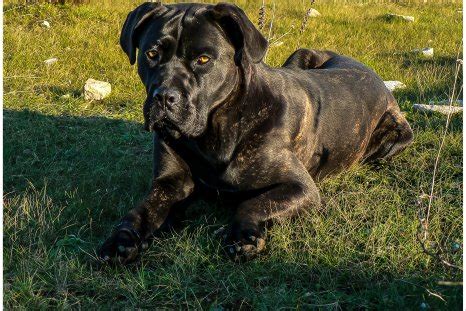 Cane Corso Dogs Attack 的图像结果