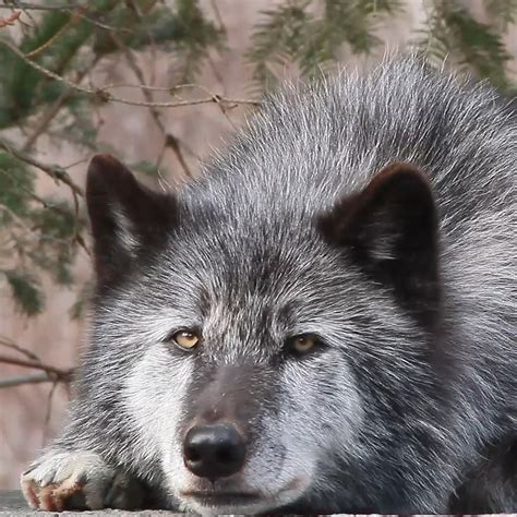 Image result for Coolest Wolves Howling