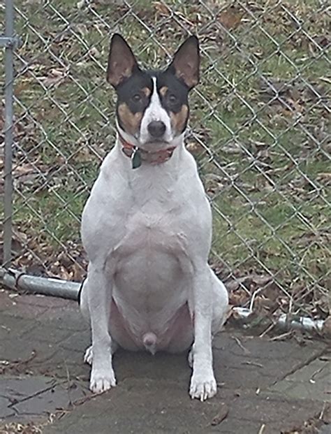 The Decker Rat Terrier
