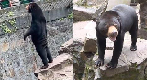 Chinese zoo dispels controversy that its bears are humans in disguise