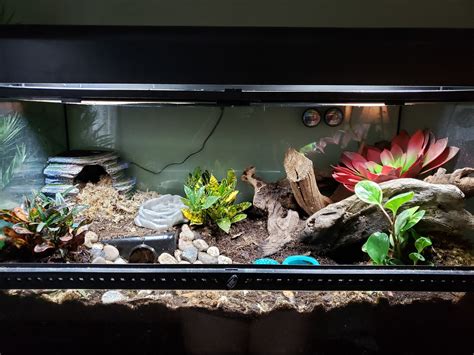 African Fat-Tailed Gecko Setup - Provide Perfect Habitat For Your Gecko