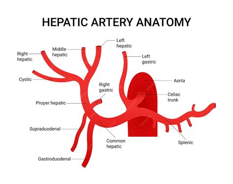 Diagram of hepatic artery anatomy | Premium Vector
