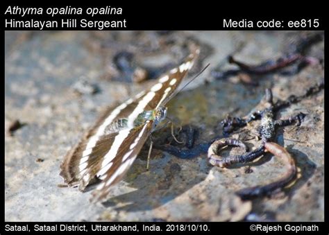 Athyma opalina (Kollar, [1844]) - Hill Sergeant | Butterfly