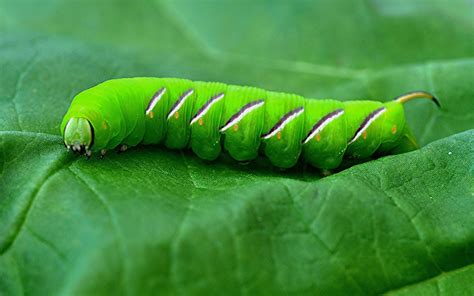 Caterpillars On A Leaf