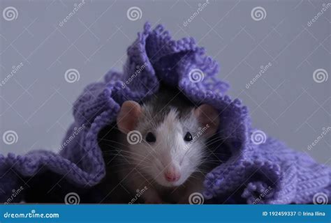 Husky Dumbo Rat with Knitting Stock Image - Image of ears, fauna: 192459337