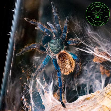 The Tarantula Collective — Chromatopelma cyaneopubescens (Green Bottle ...