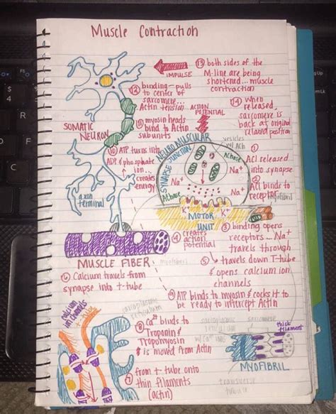 Anatomy Notes For Nursing Students - Free Printable Worksheet
