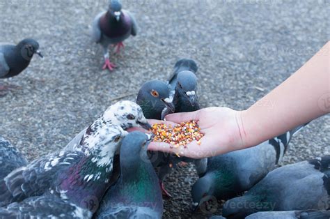 Pigeon eating from woman hand on the park,feeding pigeons in the park ...