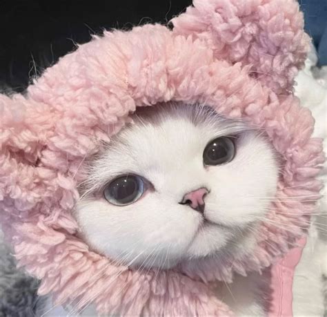 Silly Cats Pictures, Cute Cats Photos, Kittens Cutest, Red Panda Cute ...