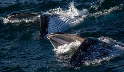 What do whales eat? | Go Whale Watching Sydney Captain's Blog