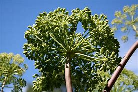 Image result for Angelica%20sinensis