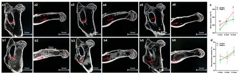 Injectable and Assembled Calcium Sulfate/Magnesium Silicate 3D Scaffold ...
