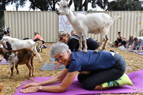 What is Goat Yoga? All You Need to Know About This Adorable Practice ...