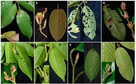 Integrating DNA Barcoding and Traditional Taxonomy for the ...