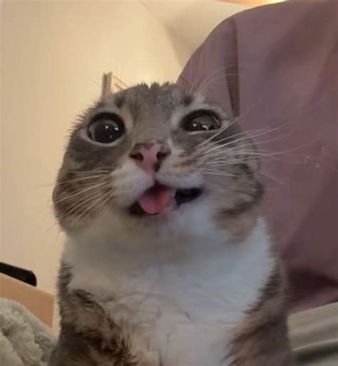 Image result for Cat HTML Code