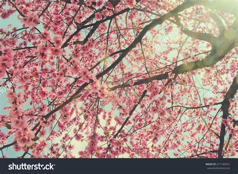 Pink Cherry Blossom Background Pastel Color Stock Photo 271140914 ...
