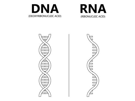 RNA Chain 的图像结果